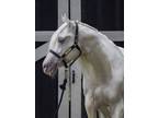 Adopt Classic Sandman a Champagne Tennessee Walking Horse horse in