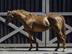 Adopt Geri Road a Chestnut/Sorrel Thoroughbred horse in Nicholasville