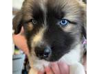 Great Pyrenees Puppy for sale in Denver, CO, USA