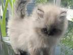 Gorgeous Dollface Persian Kitten
