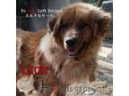 Adopt Lion 3779 a Tan/Yellow/Fawn Mixed Breed (Large) / Mixed dog in