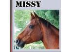 Adopt Missy a Quarterhorse