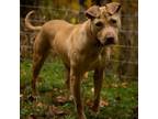Adopt Monroe a Bull Terrier, American Staffordshire Terrier