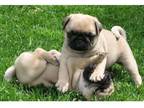 setrty 3 Pug puppies - Opportunity