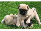 sscmrr 3 Pug puppies - Opportunity!