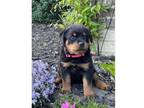 aloly 3 Rottweiler puppies - Opportunity