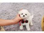 kelly Bichon Frise puppies - Opportunity