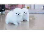 scsee Pomeranian puppies - Opportunity