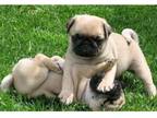 clsnv 3 Pug puppies - Opportunity