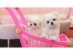 giioo Maltese puppies - Opportunity