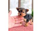 sckom 3 Yorkshire Terrier puppies - Opportunity