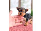 jeff 3 Yorkshire Terrier puppies - Opportunity
