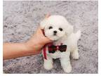 soldd 3 Bichon Frise puppies - Opportunity