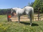 Adopt Pebbles a Roan Quarterhorse horse in Seneca, SC (36302389)