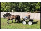 Available on [url removed]- Pair of driving Morgan's- Mare & Gelding