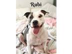 Rubi, American Pit Bull Terrier For Adoption In Simi Valley, California