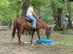 Sassy Ii, Tennessee Walking Horse For Adoption In Cantonment, Florida