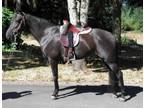 Black Tennessee Walking Horse Mare