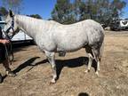 Bondo is a 5 year old grade gelding 15h. We are the 2nd owners and the previous