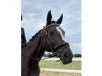 Gorgeous 17.1hh Second Level Thoroughbred Mare