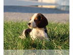 Beagle PUPPY FOR SALE ADN-489063 - ADORABLE Beagle Puppies Available Now