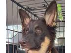 Adopt Jazzy a German Shepherd Dog, Border Collie