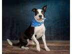 Adopt Pickles a Boston Terrier, Staffordshire Bull Terrier