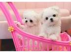 chanel 3 Maltese puppies - Opportunity