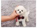 chanel 3 Bichon Frise puppies - Opportunity