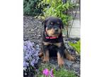agtnnm 3 Rottweiler puppies - Opportunity