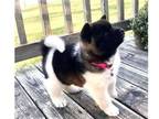 cituty 3 Akita puppies - Opportunity