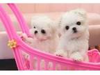 soidslm 3 Maltese puppies - Opportunity