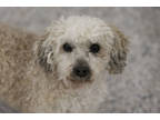 Adopt Franklin a White Poodle (Miniature) / Mixed dog in Colorado Springs