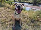 Adopt *CARLA a Tan/Yellow/Fawn - with White Bull Terrier / Mixed dog in