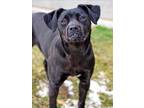 Adopt GUNNER a Black - with White American Staffordshire Terrier / Great Dane /