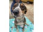 Adopt Molly a Merle Australian Cattle Dog / Beagle / Mixed dog in Buffalo