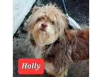 Adopt Holly a Brown/Chocolate Schnauzer (Standard) / Havanese / Mixed dog in