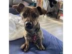 Adopt Kyle a Brindle Jack Russell Terrier / Beagle / Mixed dog in Long Beach