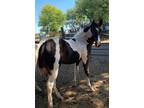 APHA registrable fancy b/w paint filly