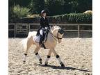 talented cream 16.1hh, 7 years old Irish sport horse gelding