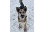 Adopt Keera a Black - with Tan, Yellow or Fawn German Shepherd Dog dog in Castle