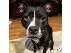 Adopt Tula a Black Pit Bull Terrier / Mixed dog in Erie, PA (36319921)