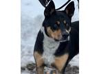 Adopt Colby a Tricolor (Tan/Brown & Black & White) Rottweiler / Mixed Breed