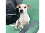 Adopt Sugar in Ft. Worth a White - with Tan, Yellow or Fawn Jack Russell Terrier