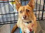 Willy, Norwich Terrier For Adoption In Phoenix, Arizona