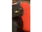 Prince, Selkirk Rex For Adoption In Callicoon, New York