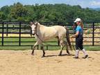 Adopt Lacy - in training with Patrick King Horsemanship a Quarterhorse