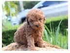 qwrqw 3 Toy Poodle puppies - Opportunity
