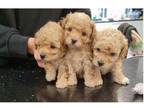 razook 2 Toy Poodle puppies - Opportunity