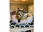 Adopt Miss Pallia a Domestic Shorthair / Mixed (short coat) cat in El Dorado